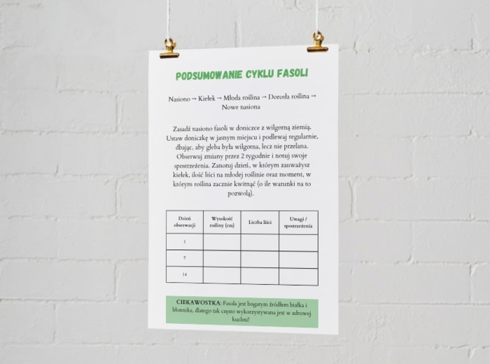 Plakaty edukacyjne. Cykl życia fasoli (etap 1: nasiono, etap 2: kiełek, etap 3: młoda roślina, etap 4: dorosła roślina). Jak segregować śmieci? Kolorowe kosze i co do nich wrzucamy? Najczęstsze błędy i odpady nietypowe.