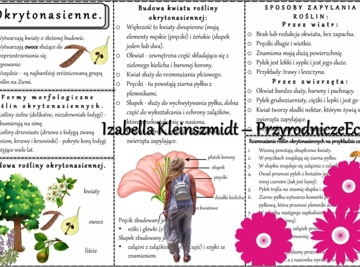Sketchnotka/książeczka/notatka/wklejka/ściąga dla ucznia i przypomnienie dla nauczyciela/edukacja domowa. Temat „Okrytonasienne”. Materiał w pdf. Biologia 5, dział „Różnorodność roślin”. Nowość 2024/2025.