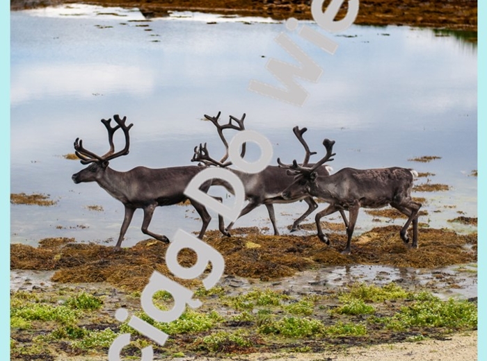 Zima - Wszystko o reniferach