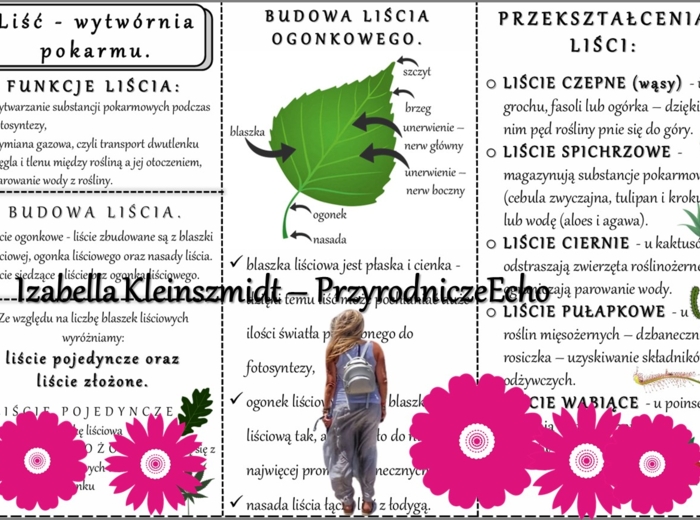 Sketchnotka/książeczka/notatka/wklejka/ściąga dla ucznia i przypomnienie dla nauczyciela/edukacja domowa. Temat „Liść - wytwórnia pokarmu”. Materiał w pdf. Biologia 5, dział „Tkanki i organy roślinne”. Nowość 2024/2025.
