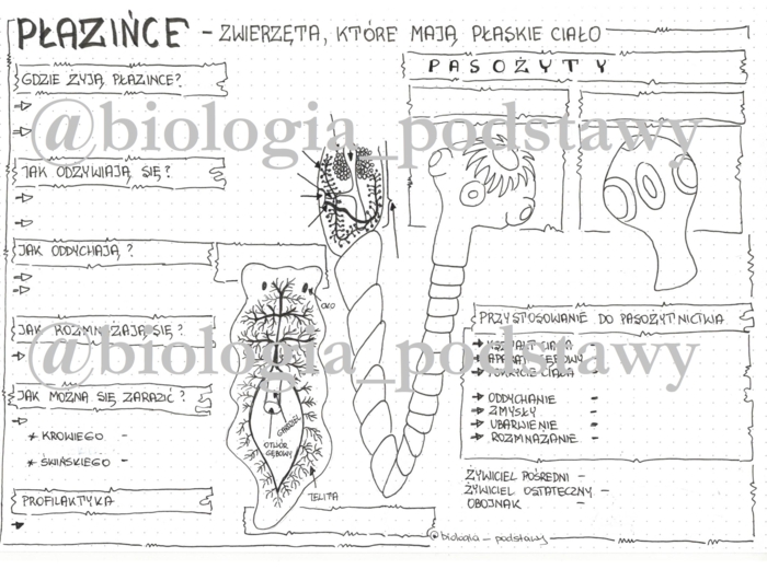 Klasa 6 - Płazińce - karta pracy