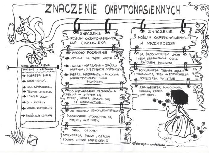 Okrytonasienne - klasa 5 - sketchnotka cz.3