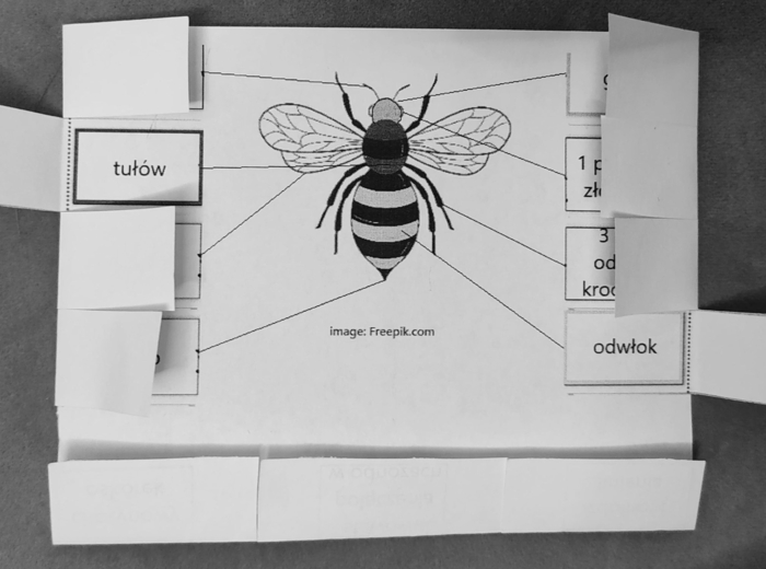 Owady - okienkowa notatka