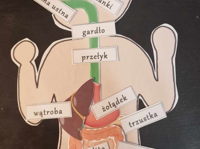 Budowa układu pokarmowego - układanka do zalaminowania. Przyroda 4 / Biologia 7. Trawienie i wchłanianie pokarmu.