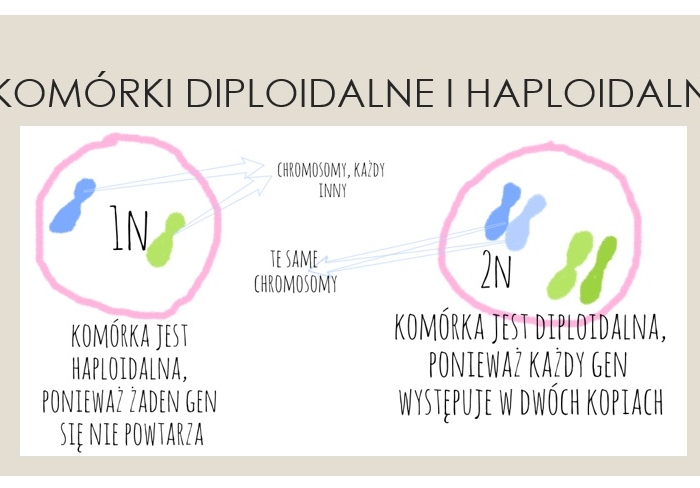 Podziały komórkowe