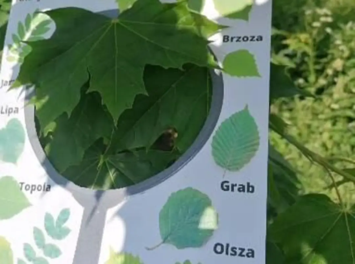 Wiosenne lupy i karty spaceru