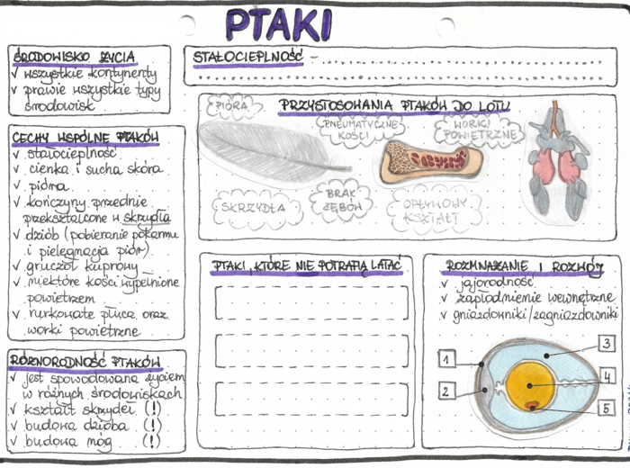 Ptaki - kolor - klasa 6