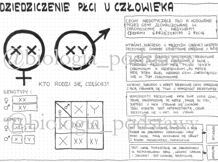 Klasa 8 - Dziedziczenie płci u człowieka - sketchnotka