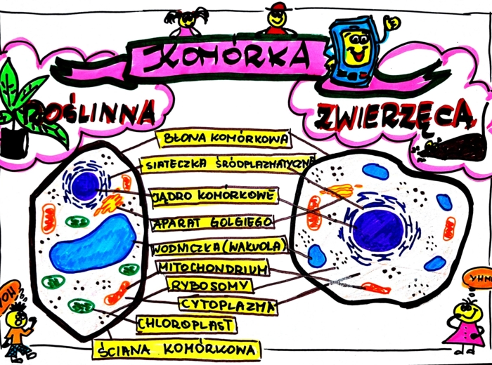 Klasa 5. Biologia. Komórka roślinna i zwierzęca (karta pracy kolorowa)