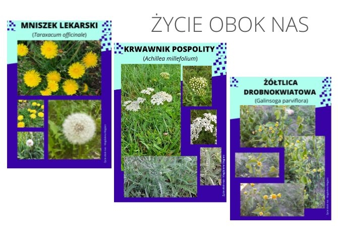 Rośliny obok nas cz.1