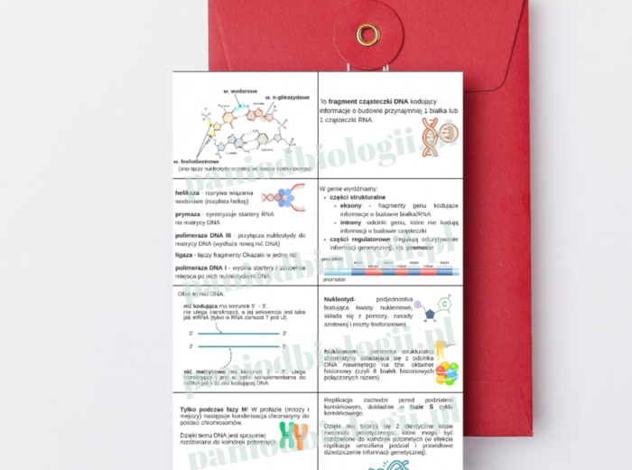 Fiszki - genetyka molekularna