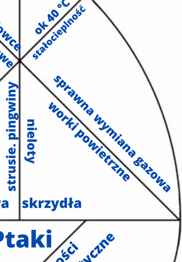 Tangram Jajo Kolumba- Ptaki