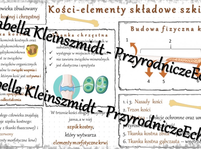 Sketchnotka - notatka „Kości – elementy składowe szkieletu” wykonana w power point do edycji. Biologia 7; „Aparat ruchu”
