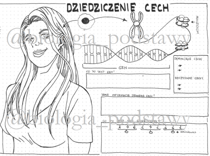 Klasa 8 - Dziedziczenie cech - KP