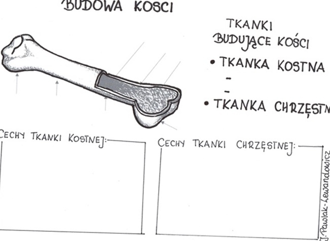 Budowa kości - karta pracy