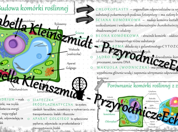 Sketchnotka - notatka „Budowa komórki roślinnej. Porównanie komórki roślinnej z zwierzęcą” wykonana w power point do edycji. Biologia 5; „Budowa i czynności życiowe organizmów”