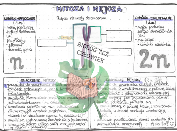 Genetyka - mitoza i mejoza - kolor