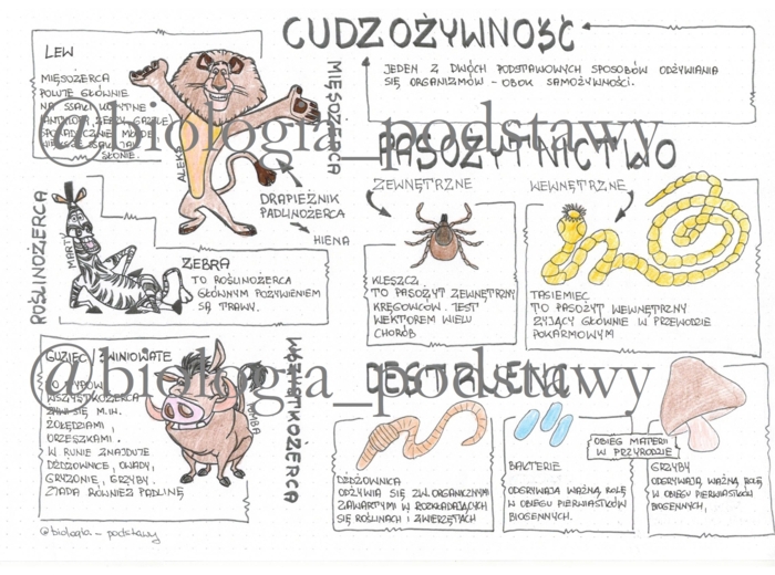 Klasa 5 - Cudzożywność - sketchnotka