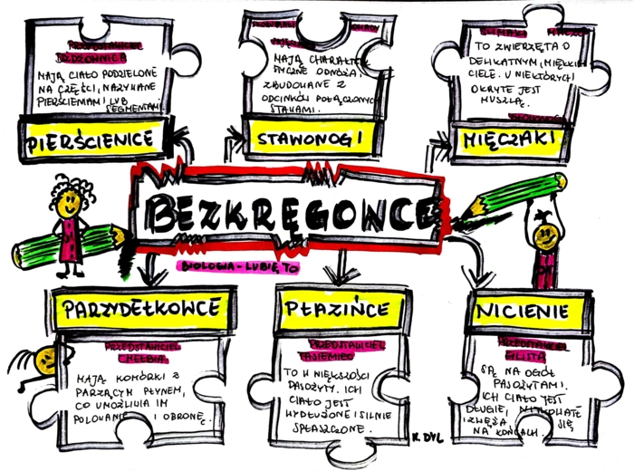 Klasa 6. Biologia. Bezkręgowce (karta pracy kolorowa)