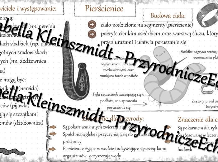 Sketchnotka - notatka „Pierścienice – zwierzęta, które mają segmentowane ciało” wykonana w power point do edycji. Biologia 6; „Od parzydełkowców do pierścienic”
