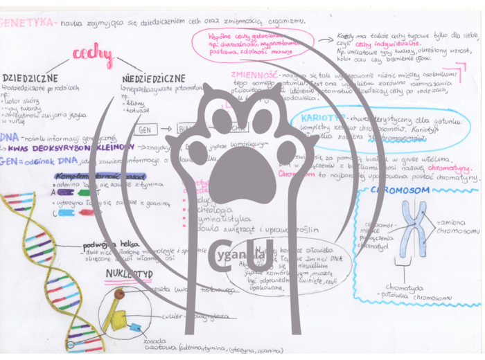 MEGA PAKA: Genetyka & Podziały Komórkowe – Notatki Wizualne: Mitoza, Mejoza, DNA, Krzyżówki genetyczne