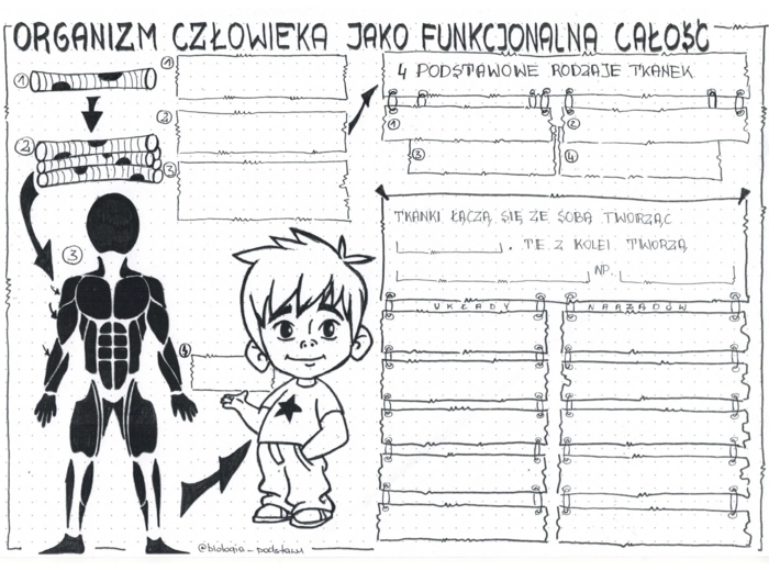 Klasa 7 - Organizm człowieka jako funkcjonalna całość - karta pracy