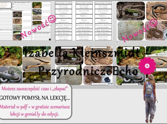 Pomysł na lekcję/karta pracy/stacje zadaniowe/ materiał do lekcji do tematu „Przegląd i znaczenie gadów” w pdf. W gratisie niekomercyjny scenariusz lekcji/pomysł na lekcję w programie genial.ly do edycji. Biologia 6. Dział „Kręgowce zmiennocieplne”.