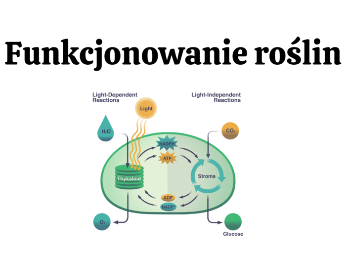 funkcjonowanie roślin KLASA 2 BIOLOGIA ROZSZERZONA