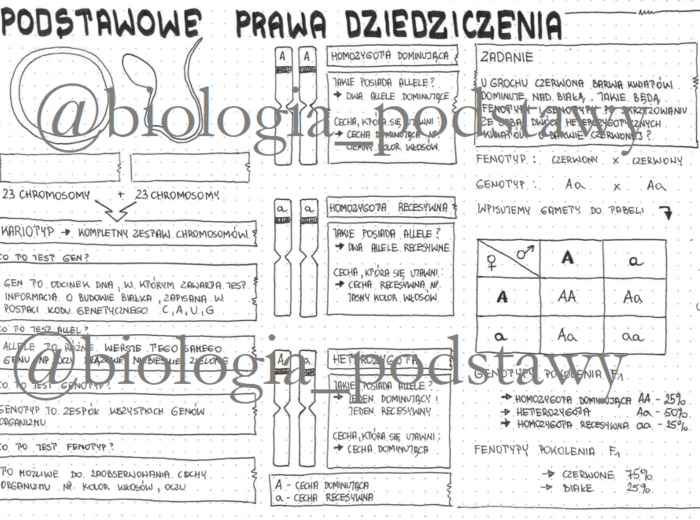 Klasa 8 - podstawowe prawo dziedziczenia - sketchnotka