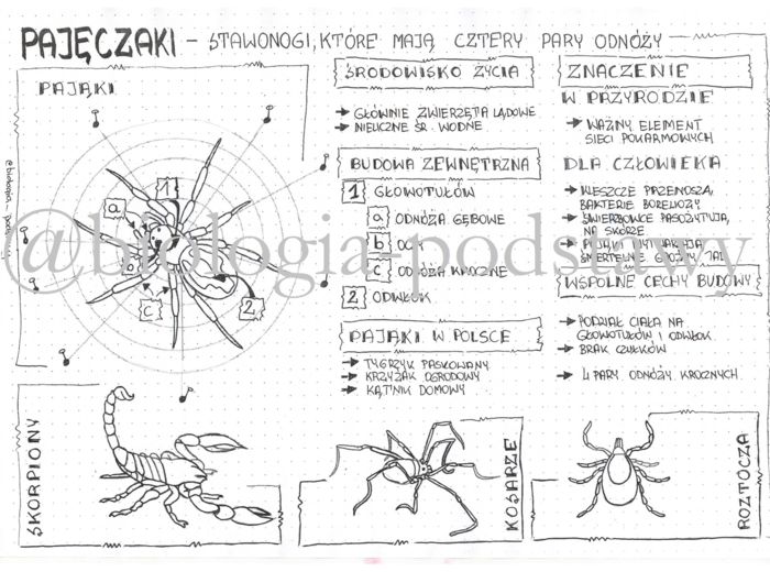 Klasa 6 - Pajęczaki - sketchnotka