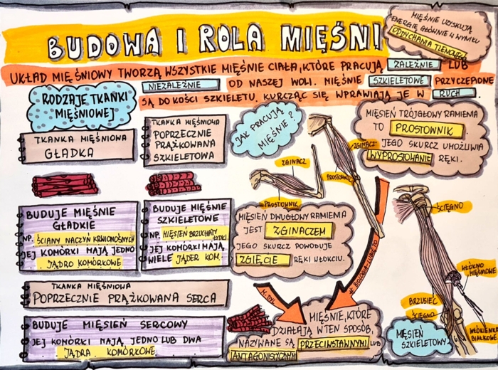 Klasa 7. Biologia. Budowa i rola mięśni (dwie karty pracy: kolorowa + do uzupełnienia)