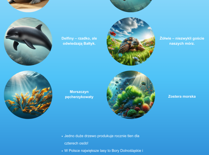 Plakaty ilustrujące różne ekosystemy. Las, morze, łąka. Gatunki chronione.