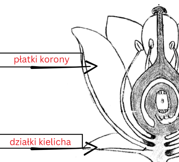 Budowa kwiatu - karty do nauki trójstopniowej