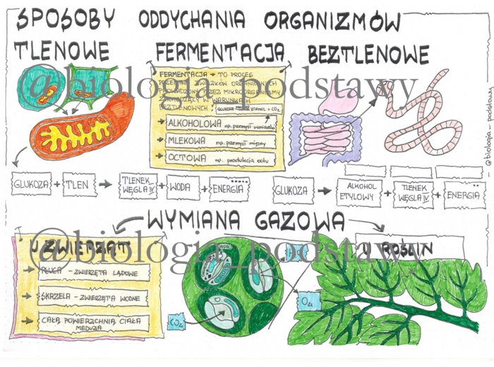 Klasa 5 - Sposoby oddychania organizmów - sketchnotka