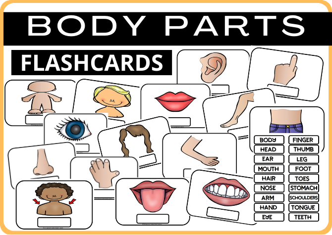 BODY PARTS - FLASHCARDS