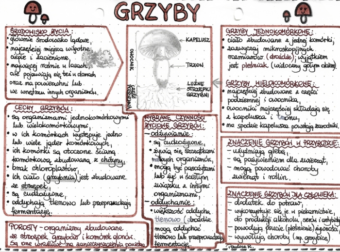 Grzyby - kolor (klasa 5)