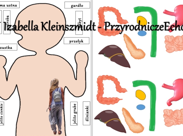 Budowa układu pokarmowego - układanka do zalaminowania. Przyroda 4 / Biologia 7. Trawienie i wchłanianie pokarmu.