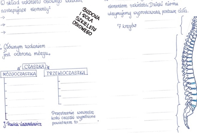 Rola i budowa szkieletu osiowego - część 1 - KP