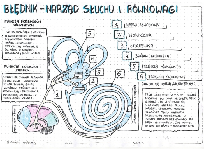 Blędnik - Ucho - klasa 7 - sketchnotka