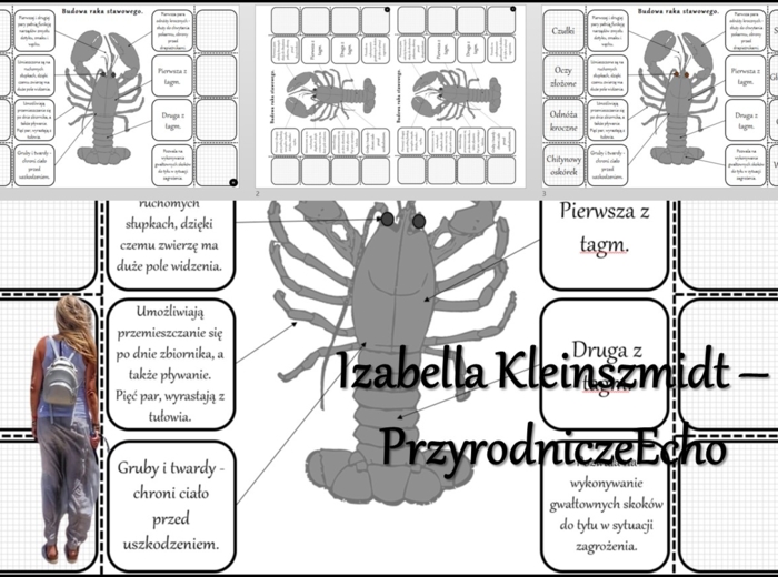 Notatka okienkowa/stacja zadaniowe/notatka interaktywna/notatka graficzna/karta pracy/sketchnotka „Budowa raka” w pdf. „Skorupiaki-stawonogi, które mają twardy pancerz” - Biologia 6. Dział „Stawonogi i mięczaki”. Materiał wykonany na podstawie podręcznik
