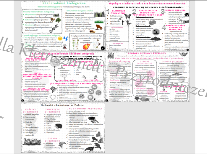 Zestaw sketchnotek z biologii (5) do klasy 8, dział „Człowiek i środowisko”. Szkoła Podstawowa