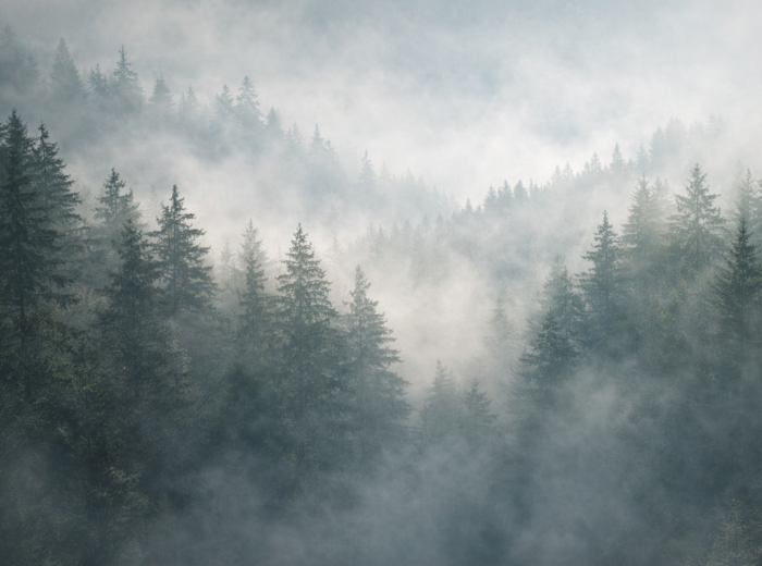 Scenariusz lekcji języka polskiego. "O lasach". Ks. Jan Twardowski