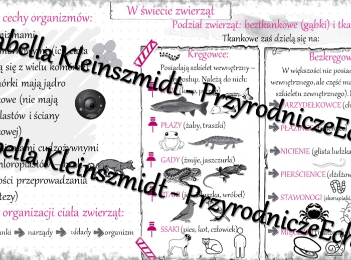 Sketchnotka - notatka „Królestwo zwierząt” wykonana w power point do edycji. Biologia 6; „Świat zwierząt”