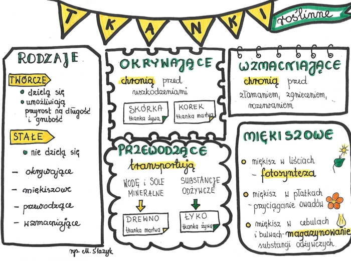 Klasa 5. Biologia. Tkanki roślinne.