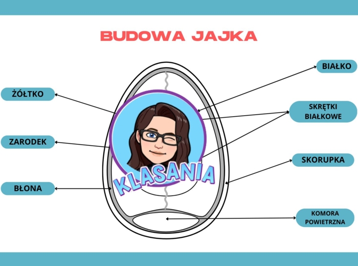Wklejka - budowa jajka
