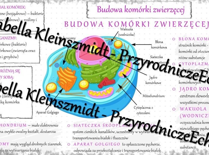 Sketchnotka - notatka „Budowa komórki zwierzęcej” wykonana w power point do edycji. Biologia 5; „Budowa i czynności życiowe organizmów”