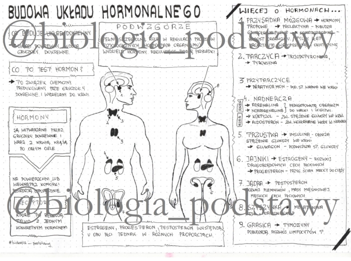 klasa 7 - Budowa układu hormonalnego - sketchnotka
