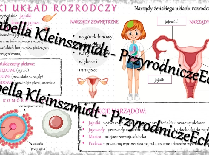 Sketchnotka - notatka „Budowa żeńskiego układu rozrodczego” wykonana w power point do edycji. Biologia 7; „Rozmnażanie i rozwój człowieka”