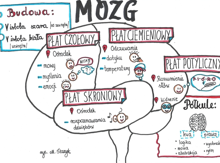 Klasa 7. Biologia. Mózg
