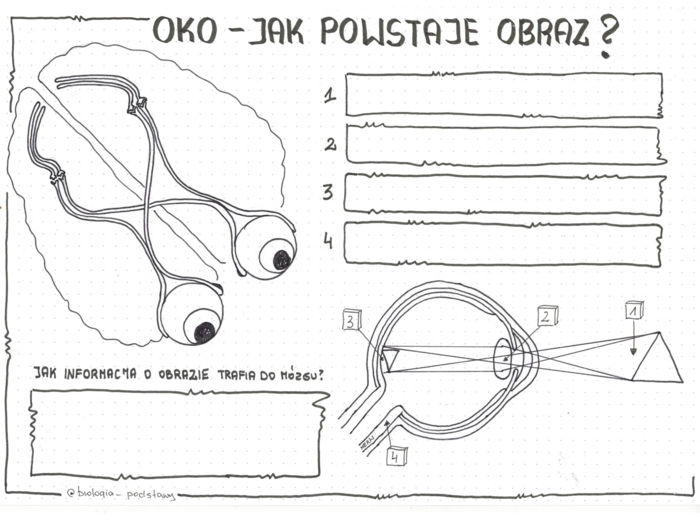 Oko - czyli jak powstaje obraz - klasa 7 - kp do uzupełnienia